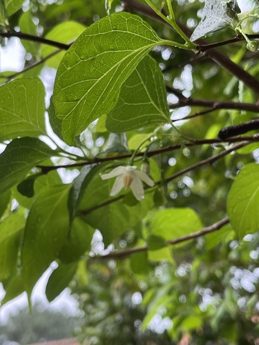Foto de Estoraque-japonês