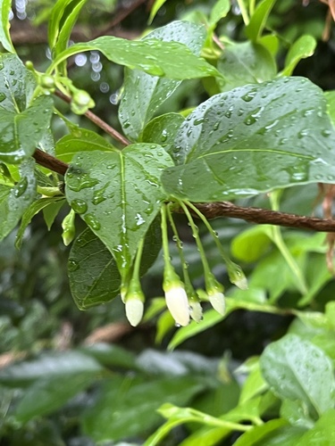 Foto de Estoraque-japonês