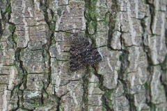 Catocala actaea