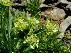 Bupleurum stellatum