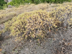 Astragalus thracicus
