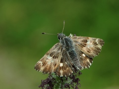 Muschampia floccifera