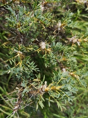 Astragalus thracicus
