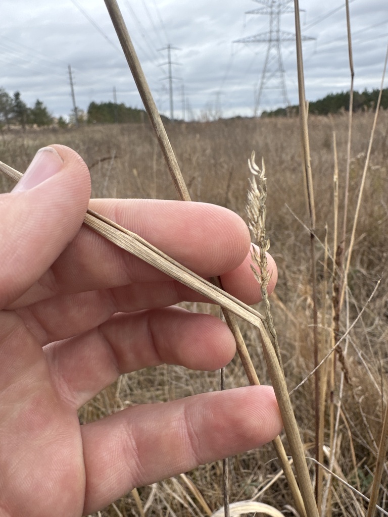 Indiangrass From Upland Meadow Dr Cypress Tx Us On January 25 2025