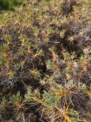 Astragalus thracicus