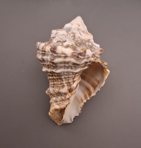 Vasum rhinoceros, 2024-02-24