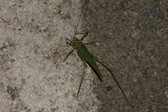 Acrometopa syriaca