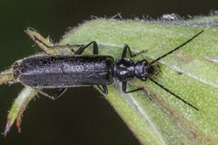 Rhagonycha galiciana