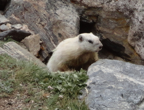 Yellow-bellied Marmot