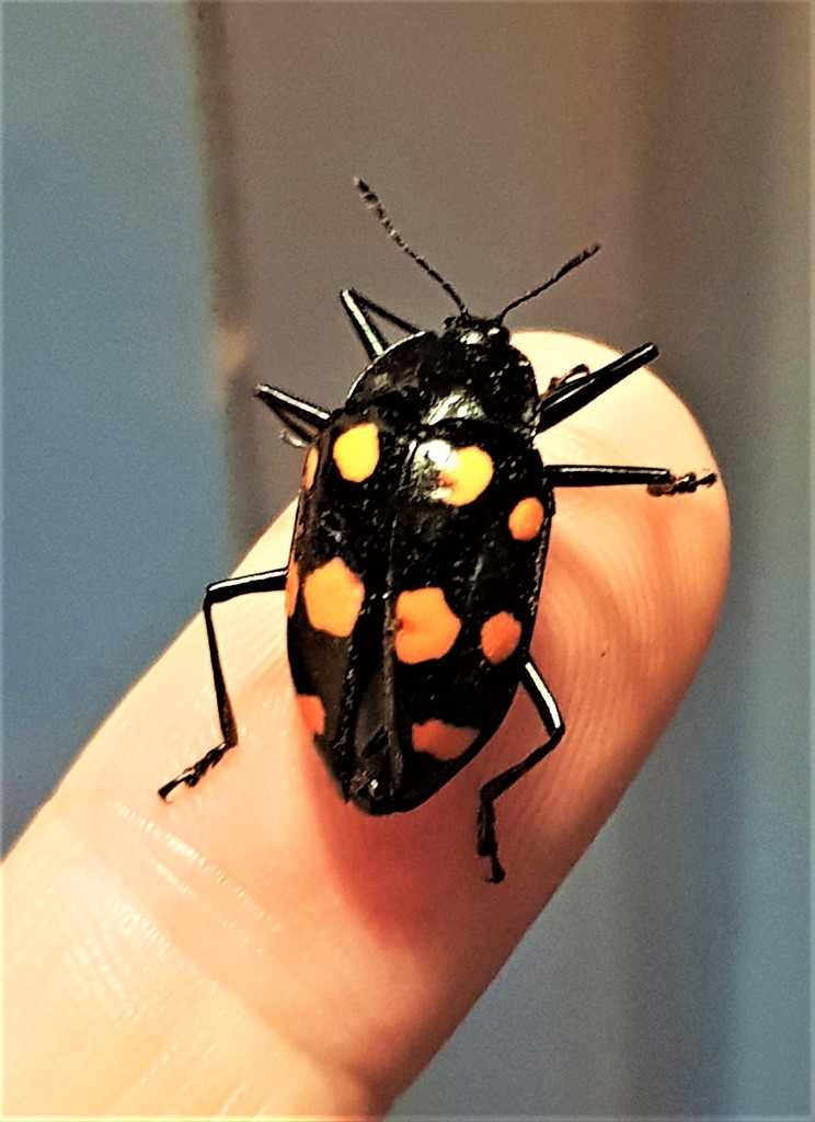 Scaphidomorphus quinquepunctatus