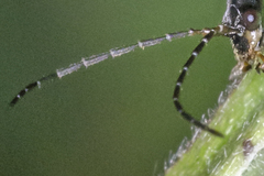 Rhagonycha galiciana
