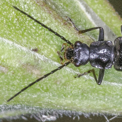 Rhagonycha galiciana