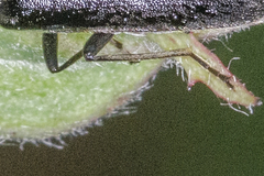 Rhagonycha galiciana