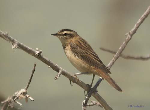 Reed Warblers