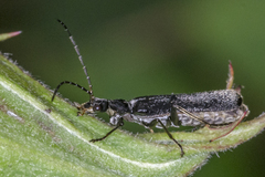 Rhagonycha galiciana