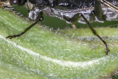 Rhagonycha galiciana