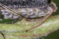 Rhagonycha galiciana