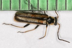 Rhagonycha genistae