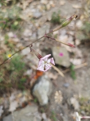 Silene paradoxa