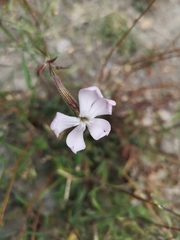 Silene paradoxa