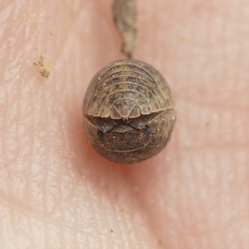 Armadillidium arcangelii