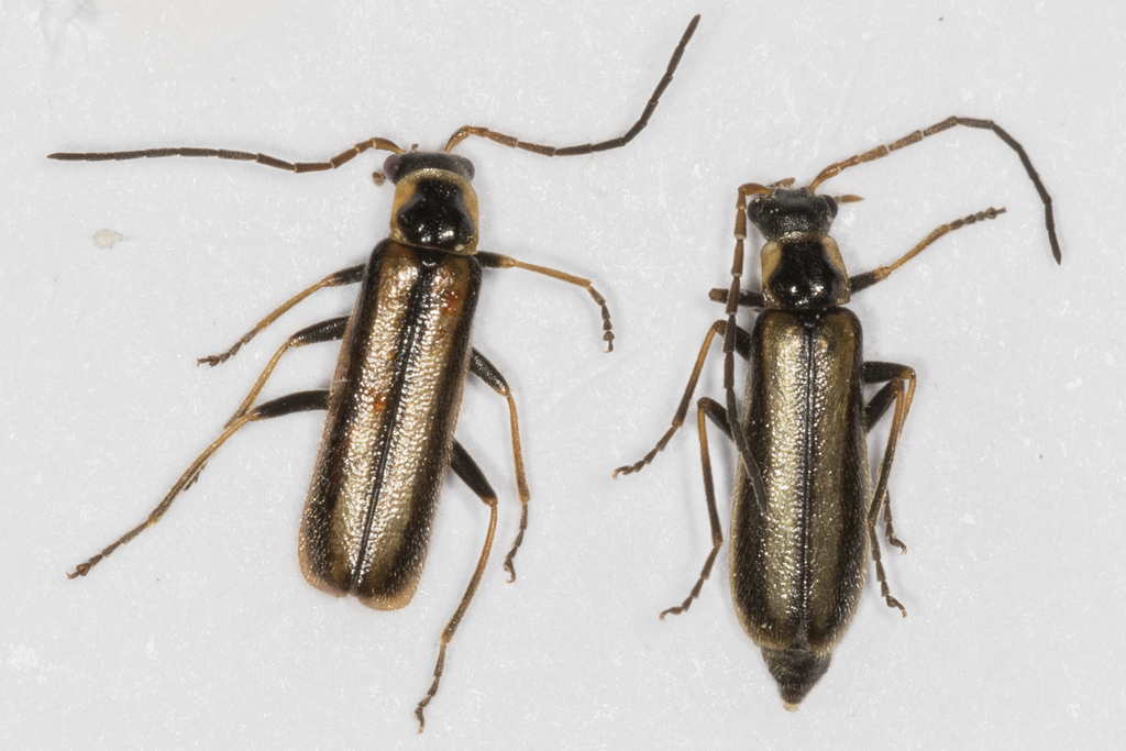 Rhagonycha genistae