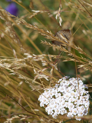 Aplocera praeformata