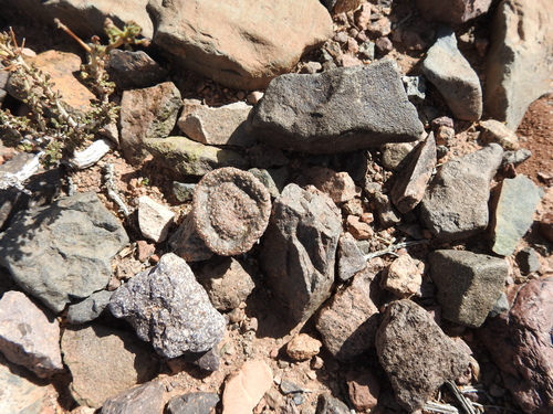 Puna clavarioides