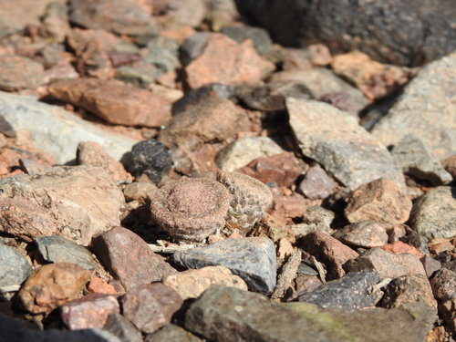 Image of Maihueniopsis clavarioides by (c) Agustín Zarco, some rights reserved (CC BY)