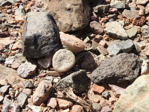 Puna clavarioides