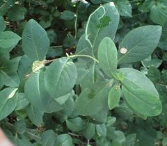 Aulagromyza cornigera