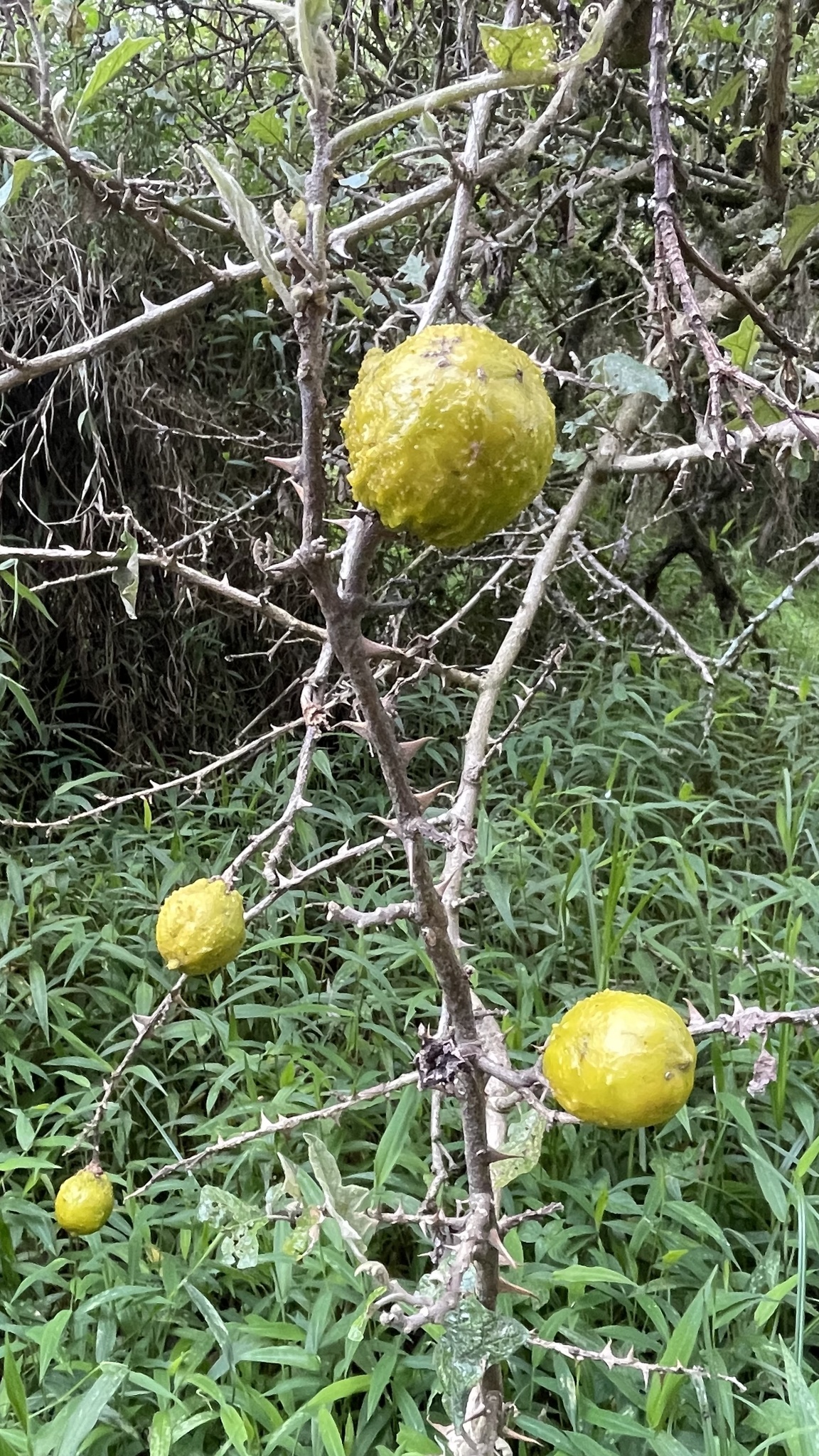 Imagem de Falso-jurubeba