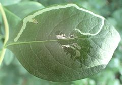 Aulagromyza cornigera