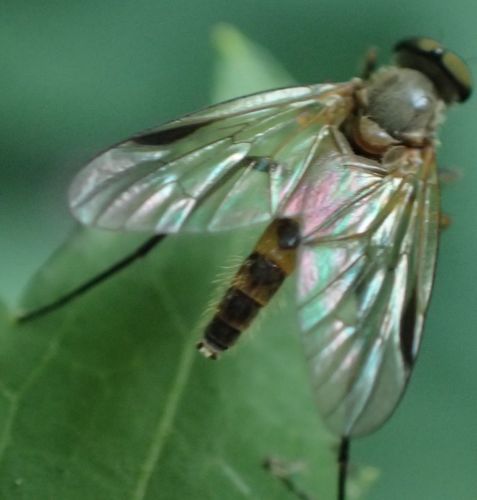 Small Fleck-winged Snipefly, Den Helder, Noord-Holland, Netherlands, photo 10 of 10