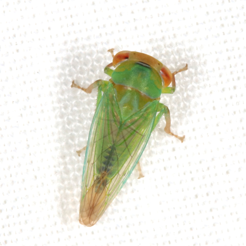 Rostella Insect Rosopaella from Nintingbool VIC 3351, Australia on January 25, 2025 at ...