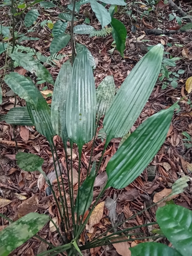 Image of Dracaena aubryana by no rights reserved