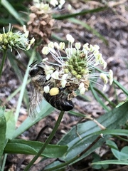 Apis mellifera