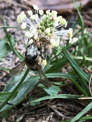 Apis mellifera