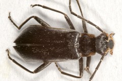 Rhagonycha hesperica