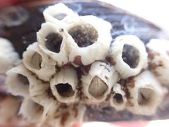 Balanus crenatus