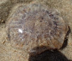 Cyanea lamarckii