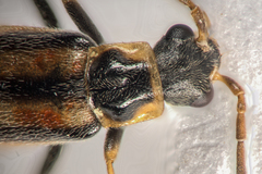Rhagonycha genistae