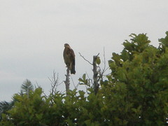 Rostrhamus sociabilis