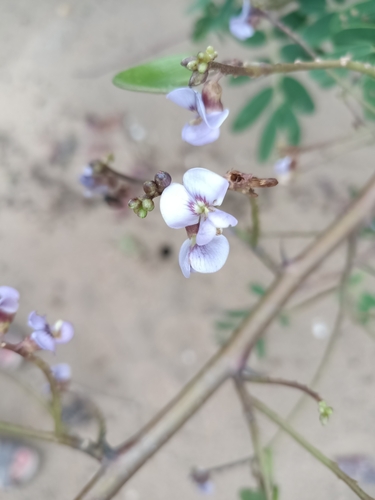 cat's claw (Machaerium lunatum)