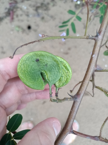 Machaerium lunatum, photograph 3