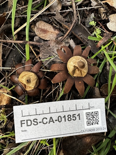 Marginata