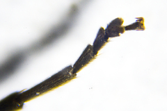 Rhagonycha hesperica