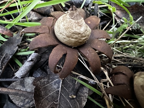 Marginata (Photo 5 of 13)
