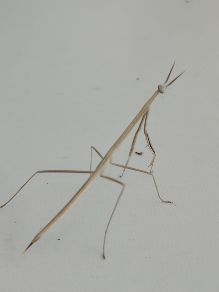 Small-winged Stick Mantis