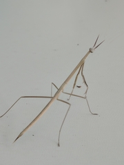 Small-winged Stick Mantis